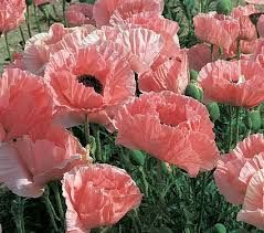 Papaver orientale Türkischer Mohn Pink Sensation