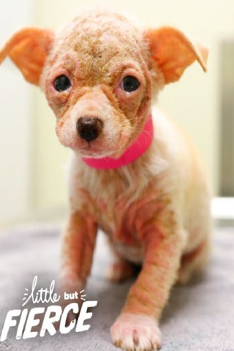 Watch Hairless Alien Puppy Grow Up To Be The Cutest Dog Cute
