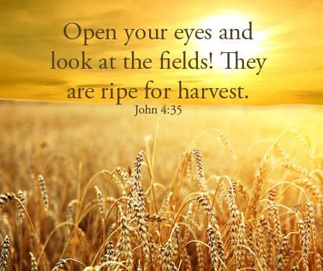 John 4:35 www.MorningStarMinistries.org | Harvest, Bible verse calligraphy, Bible knowledge
