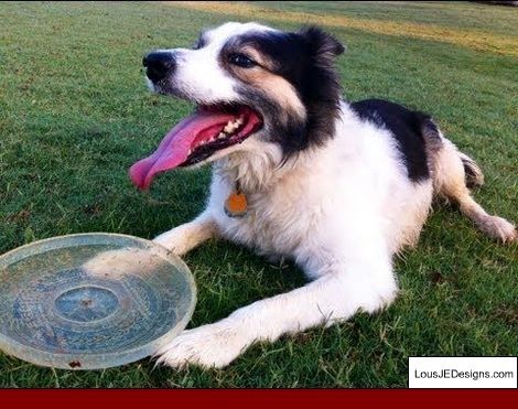 How To Train Your Dog To Quail Hunt And Pics Of Tips On Training
