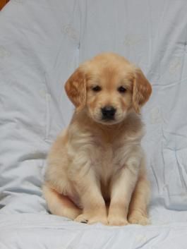 Beautiful Golden Retriever Puppy Sitting Jpg 736 490 Retriever