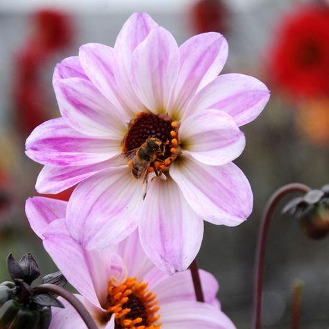 30 Dahlias Ideas Dahlia Plants Flowers