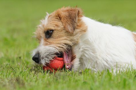 Top Hypoallergenic Dogs For People With Allergies Doglovers