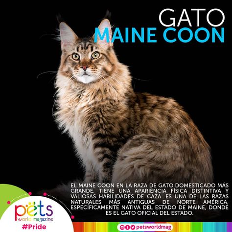91 Ideas De Curiosidades De Las Mascotas Mascotas Hechos De Gato Perros De Compañia