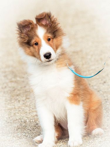 Sheltie Pose Puppy Sheltie Puppy Sheltie Cute Animal Pictures