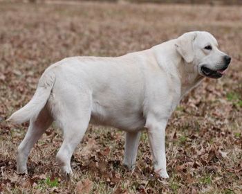 Labrador Breeders Retrievers In Dallas Texas Brooks Labradors