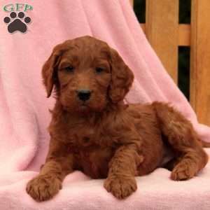 Irishdoodle Puppies For Sale Irish Doodles My Pet Dog Puppies