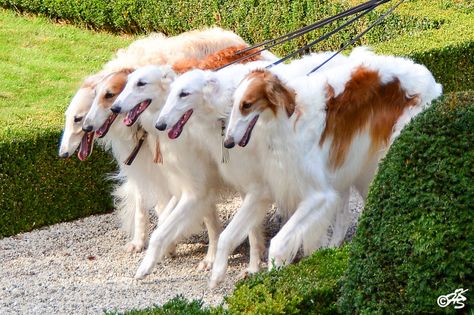 ボルゾイ 素敵 のアイデア 130 件 犬 動物 いぬ ボルゾイ 素敵 のアイデア 130 件 犬 動物 いぬ
