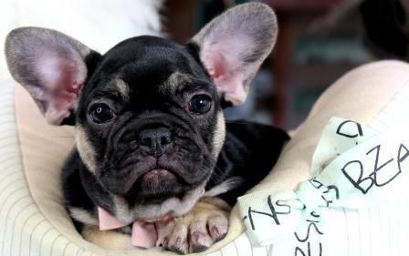 Best Obedience Training Dogtrainingquebec French Bulldog