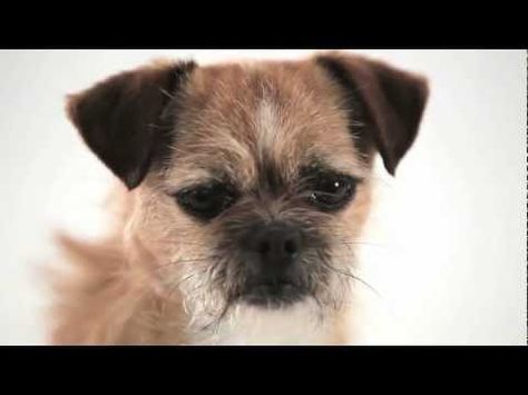 Pedigree Small Dog Big World Small Dogs Dogs Funny Animals