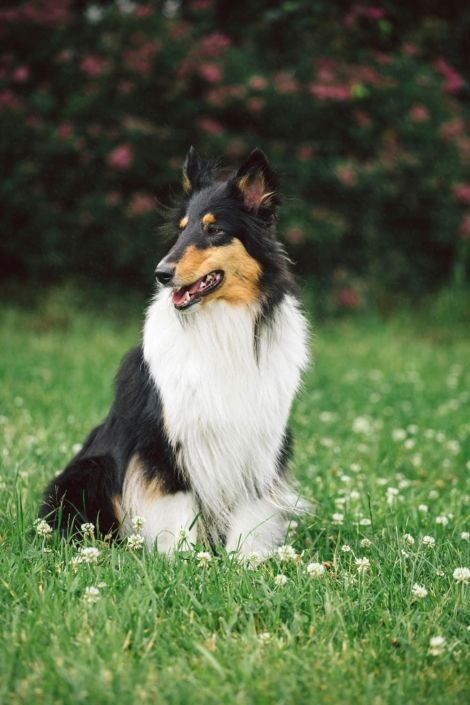 hundefotos bielefeld teutoschnauzen tierfotos collie hundeportrait langhaarcollie hundefotos pferdefotos tierfotografie