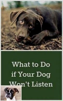 Dog Training Electronic Collar Dog Training Visalia Dog