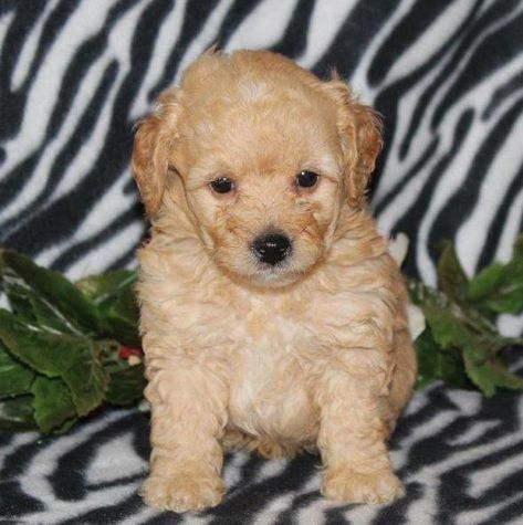 Litter Of 8 Goldendoodle Puppies For Sale In Covington Ga Adn