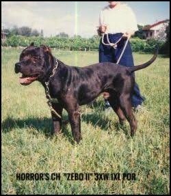 Pin On Bad Ass Pitbulls