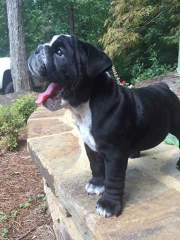 Don T Worry I M Sure This Happy English Bulldog Just Made Your