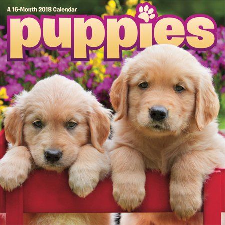 Office Supplies Puppies Choosing A Dog Retriever Puppy