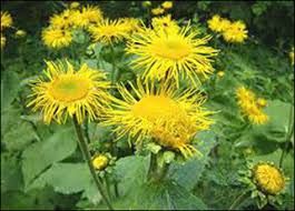Flowers Names Useful List Of Flowers With Images 7 E S L Flower Names List Of Flowers Flowers Names And Pictures