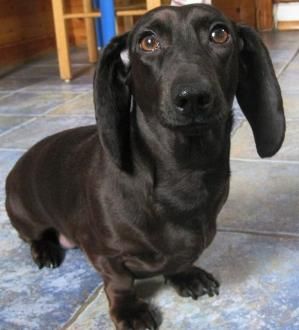 This Is A Rare Black Dachshund He Is Just So Sweet To Not Repin