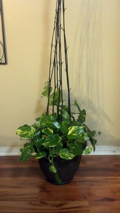 Money Plant Ideas House Plants Indoor Plant Decor Hanging Plants Source From in.pinterest.com Image Size Width 720 x Height 406 Money Plant Ideas House Plants Indoor Plant Decor Hanging Plants - Money Plant Support Ideas