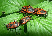 Gendarme Insecte Insectes Gendarme Animaux Gendarme Insecte Insectes Gendarme Animaux