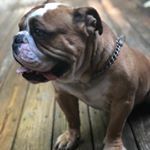 Instagram Photo By Bulldogs The Rite Way Bullrite Bulldog