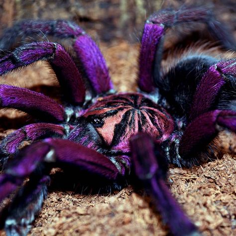 5 Most Beautiful Spiders In The World - YouTube