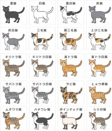 猫 のアイデア 130 件 猫 キュートな猫 子猫