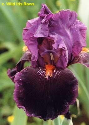 Http Wiki Irises Org Tbkthruo Tbnightfever Iris Garden Iris