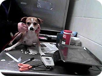 Fayetteville Nc Chihuahua Mix Meet A256442 A Dog For Adoption