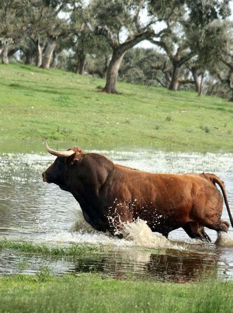 150 Ideas De Toros Bravos Toros Bravos Toros Toros De Lidia