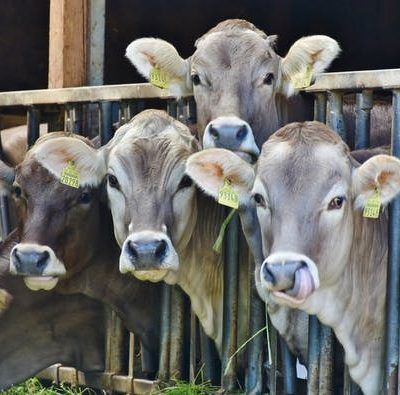 How To Raise Beef Cattle For Profit On A Small Farm Ehow Beef Cattle Cattle Farming Cattle