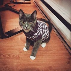 8 Purr,fect Knit \u0026 Crochet Projects for Your Cats