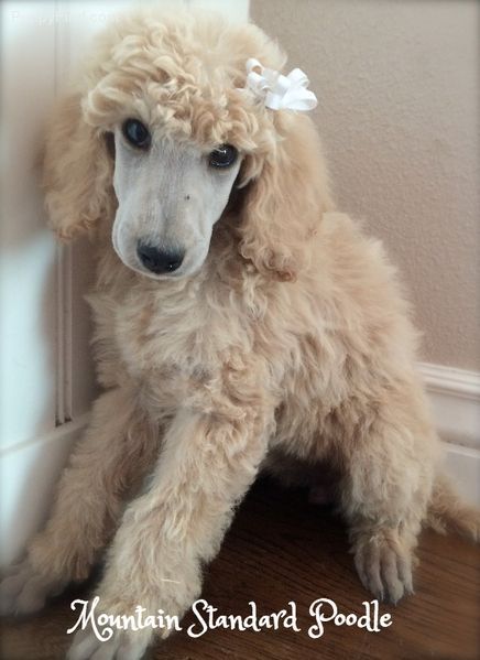 Standard Poodle Pictures Tkryqf60bkb Poodle Puppy Poodle
