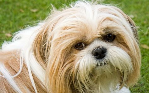Shih Tzu Shedding Explored Do Shih Tzu Shed Shih Tzu Dog Toy