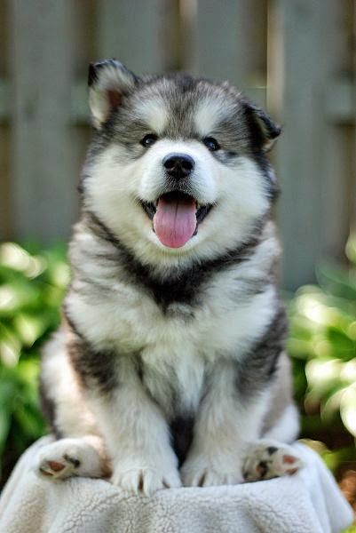 Siberian Husky One Friendly And Playful Dog Cute Husky Puppies
