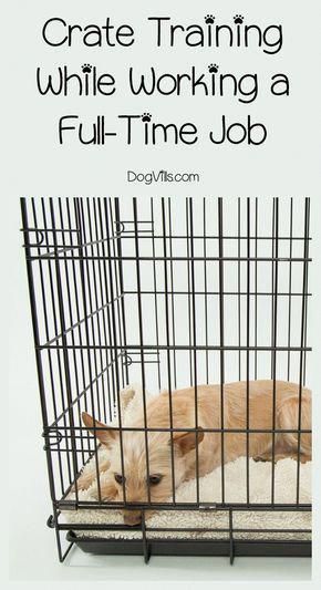 How Do You Deal With Crate Training While Working A Full Time Job