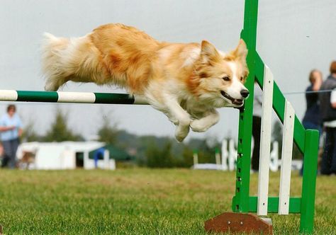 Australian Red And White Border Collie White Border Collie Red