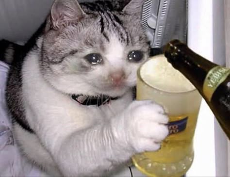 images Gato Triste Memes De Gatos Llorando meme gato triste