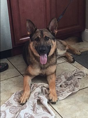 Prospect Ct German Shepherd Dog Meet Nero A Dog For Adoption