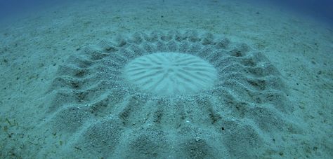 japanese puffer fish nest