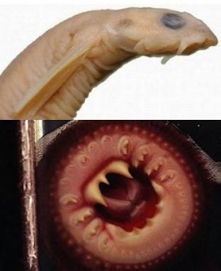 Apologise, fish swimming up penis delirium Directly. Consider fish swimming up penis authoritative answer