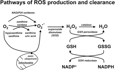 reactive oxygen species