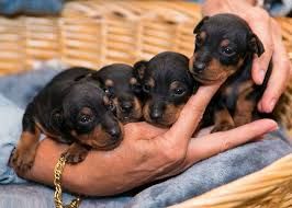 Manchester Terrier Puppies