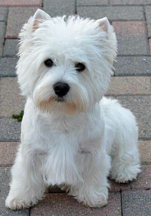 Image Result For Cairn Terrier Colors Pitbull Terrier Dog Breeds