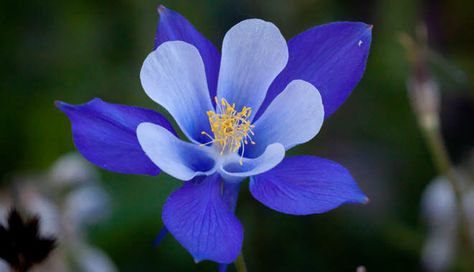 33 Ideas De Solo Flores Flores Exóticas Flores Flores Exoticas Del Mundo