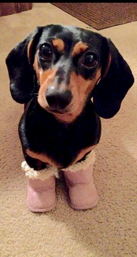 Pin By Mike Copeland On Wiener Dogs Cute Dogs Dachshund Weenie