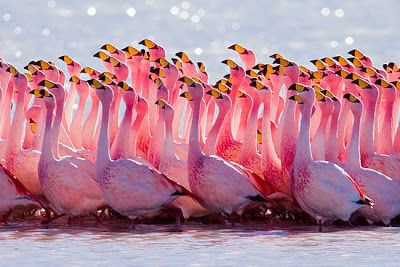 flamingo facts the garden of eaden animal photography wildlife flamingo facts national geographic photography
