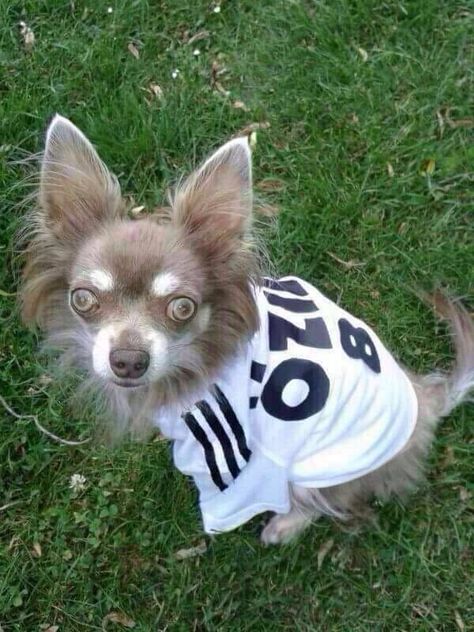 Özil Lustig Özil Lustig
