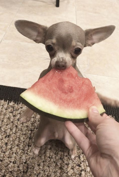 Eating Watermelon Like A Boss Chihuahua Lover Chihuahua Puppies
