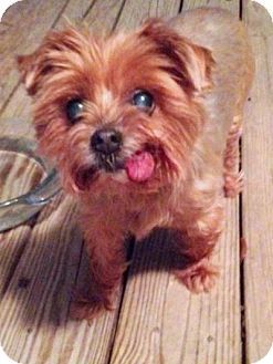 Pin By Lorena Pets On Yorkshire Terrier Yorkshire Terrier Dog
